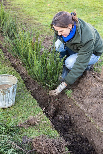Кизильник блестящий изгородь. Кизильник посадка изгороди. Живой забор на даче. Как сажать живую. Процесс посадки живой изгороди.